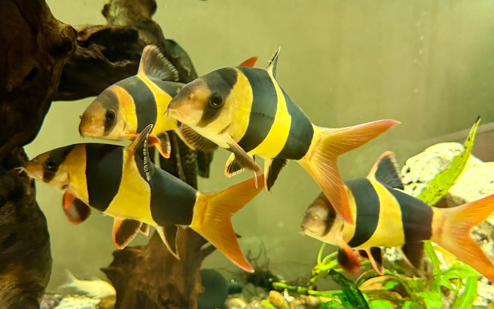 Four clown loaches with dark bands and orange fins among aquarium plants and wood.