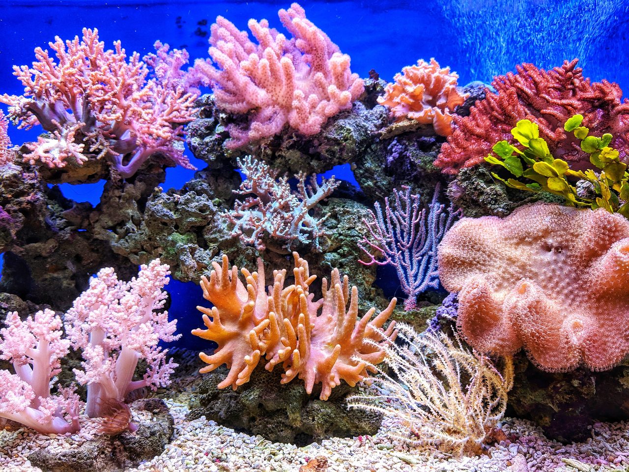 Reef aquarium with a variety of corals
