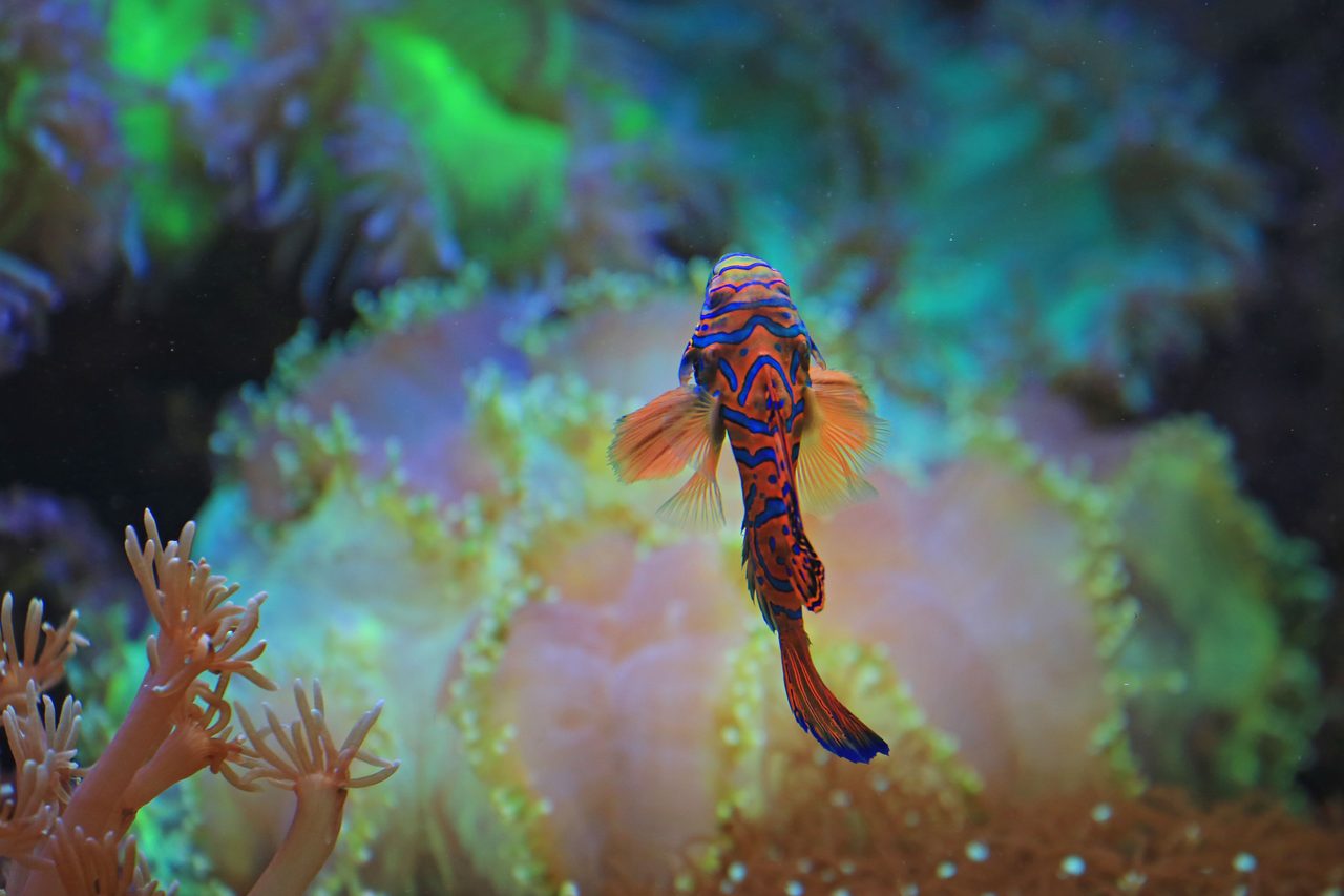 Colorful fish swimming among reef corals