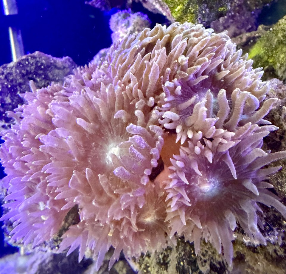 Duncan coral polyps with pale lavender tentacles and visible central mouths.