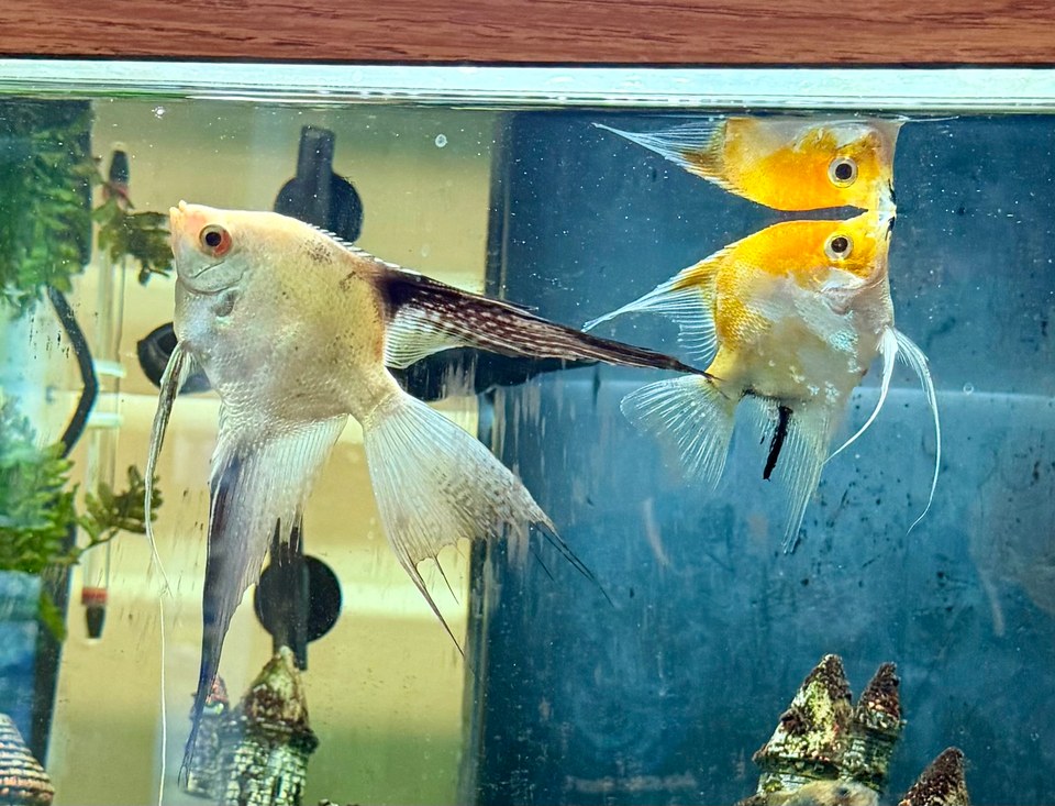 Two silver and gold fish are near the water surface in an aquarium.