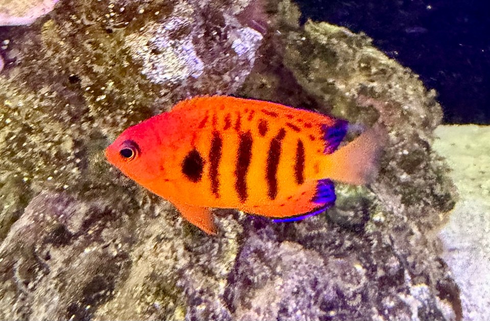 An orange flame angelfish with dark vertical bars and blue-edged fins beside rock.