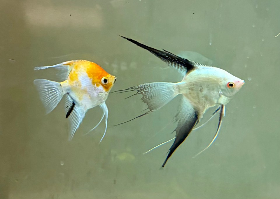 Two freshwater angelfish, one with a gold head and one with dark fin markings, in an aquarium.