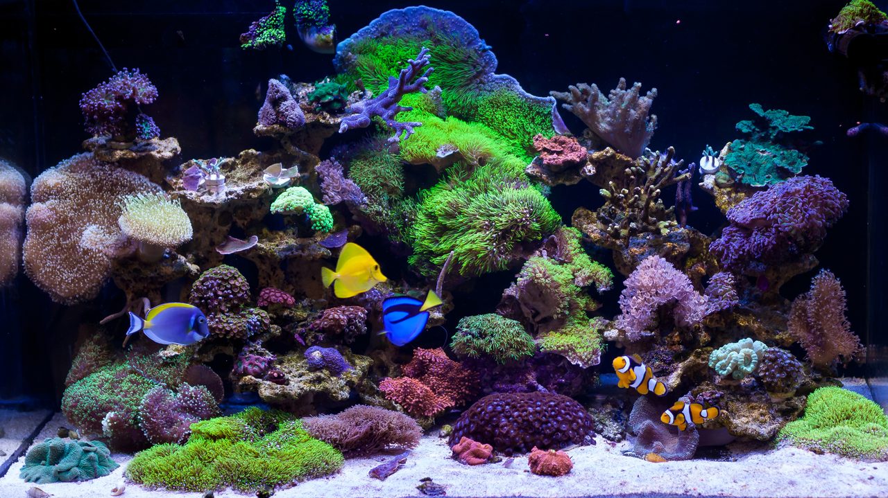 Mixed reef aquarium with fish and corals