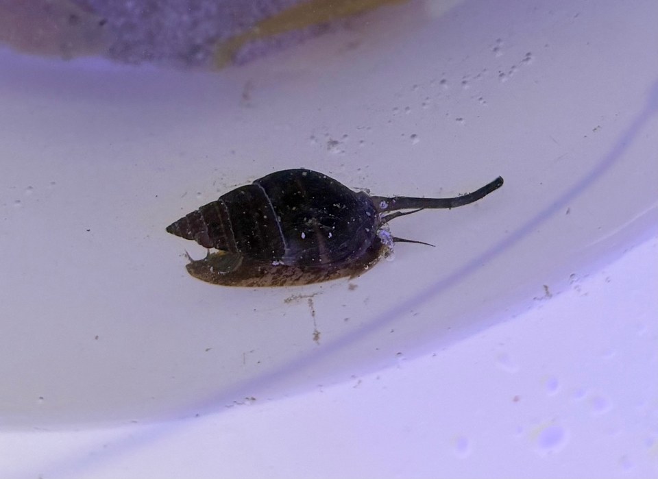 A dark snail with a pointed spiral shell and extended siphon on a pale smooth surface.