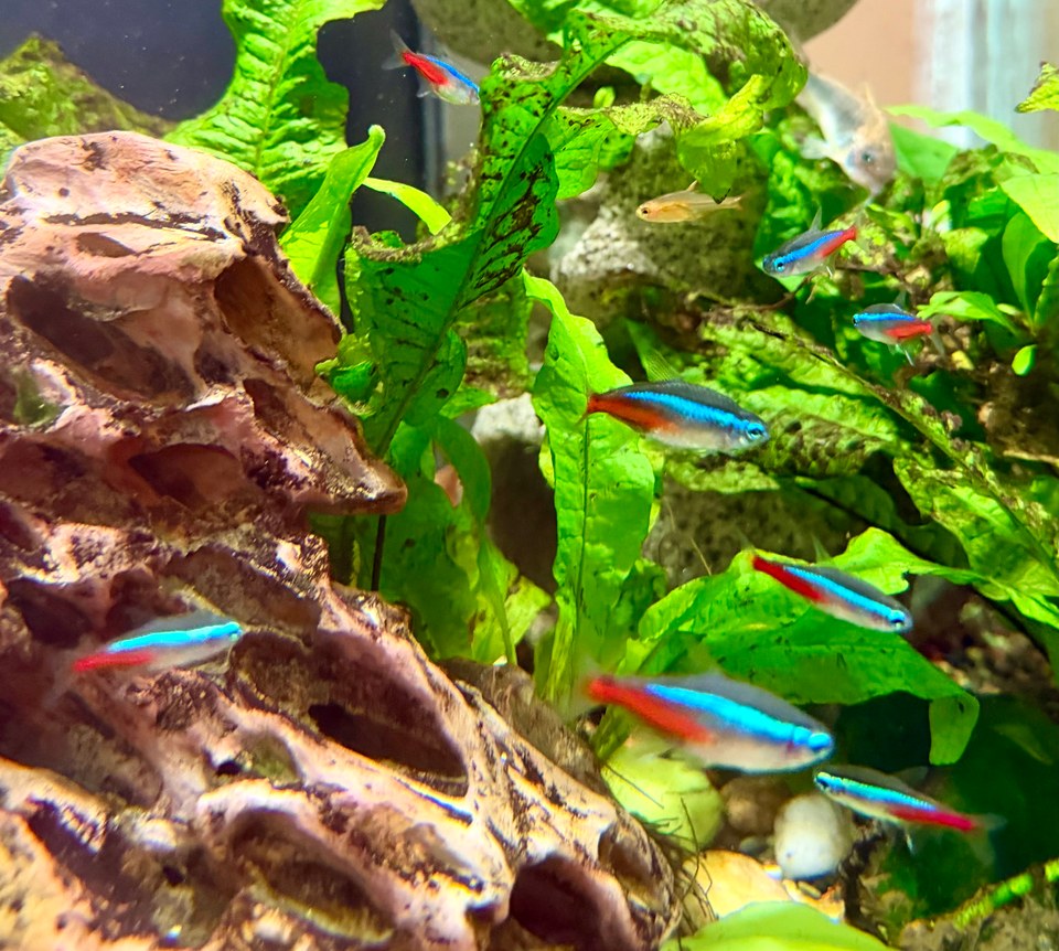 Neon tetras with blue and red stripes among broad green aquarium leaves and wood.