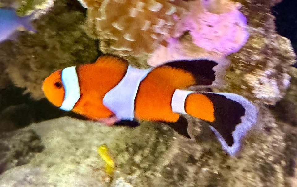An orange clownfish with white bands and black fin edges beside rock and coral.