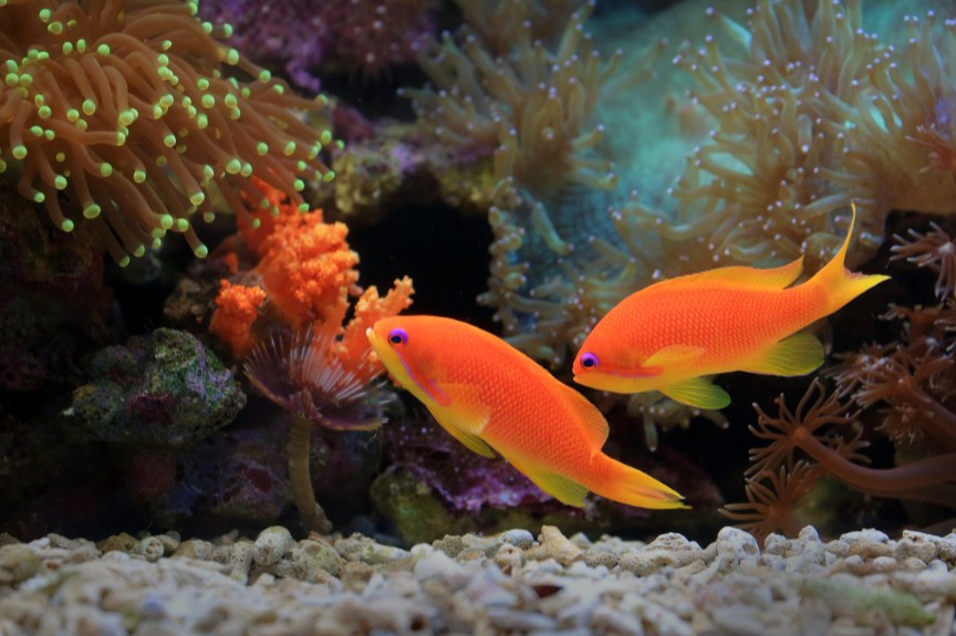 Orange fish swimming over reef corals