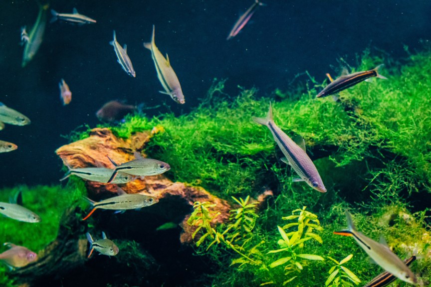 Freshwater aquarium with dense green plants