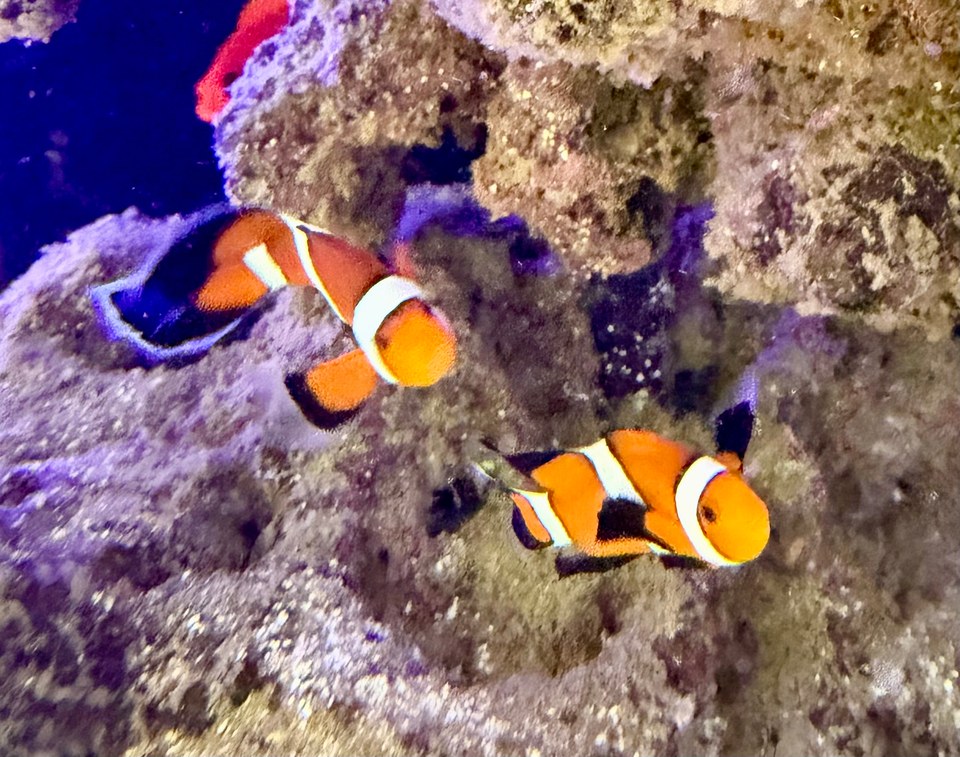 Two orange, white, and black clownfish beside aquarium rock.