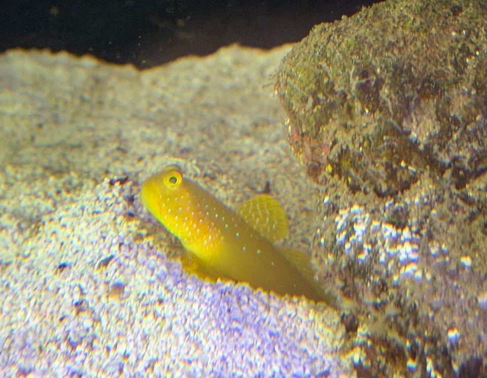 Yellow watchman goby with pale blue spots resting on aquarium sand beside reef rock.